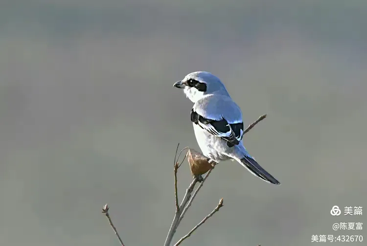自然生态科普常识鸟类篇:
